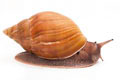 Achatina achatina monochromatica adult